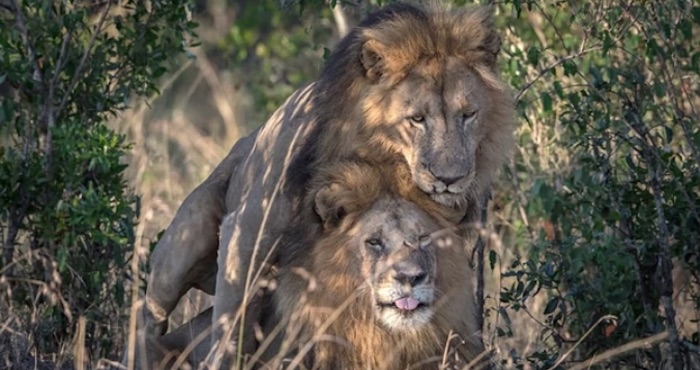 #WTF Sobre los dos leones machos copulando: “necesitan terapia” afirma policía de la moral en Kenia