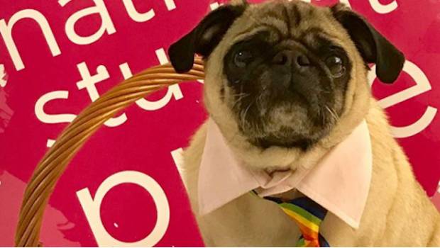Doug, el activista #LGBT más adorable y famoso de la red en Reino Unido