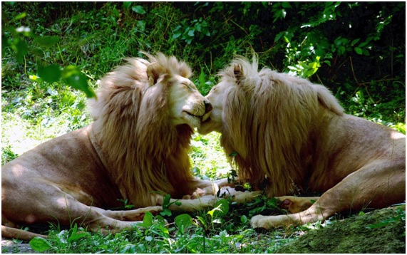 Animales bisexuales ¡Así de común es!