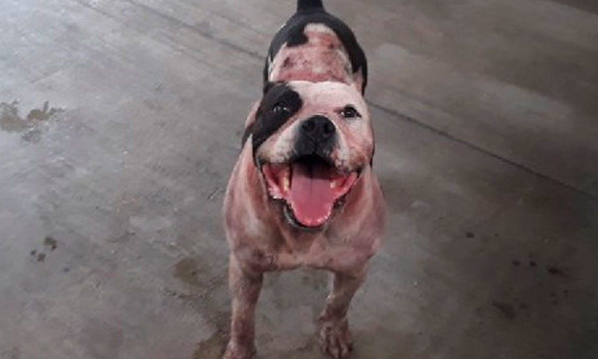 Piden familiares de ladrón ‘’sacrificar’’ al perro que lo atacó defendiendo su casa
