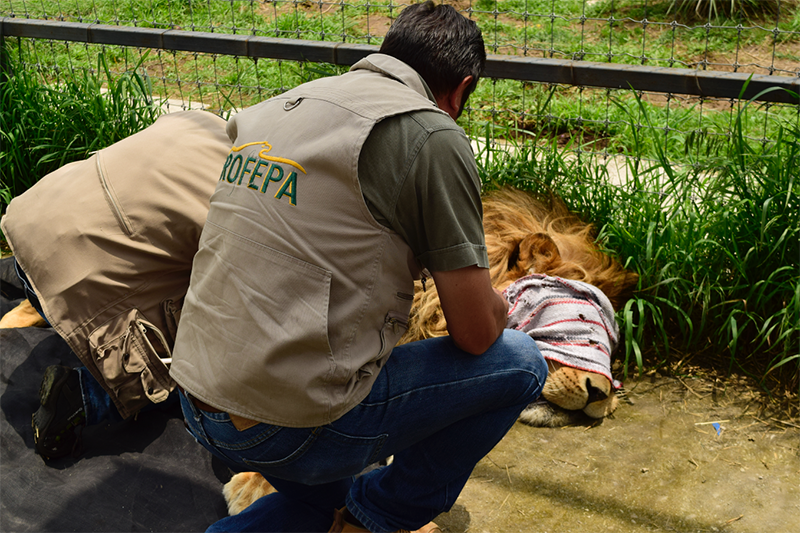 PROFEPA y su trabajo reubicando los felinos rescatados